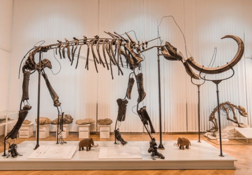 prirodoslovni-muzej-slovenije-mamut